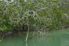 We glide along the translucent, aquamarine waters of the canals bordered by lush mangroves