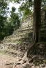 The side wall of Temple 8, with a tree growing right through the ruins