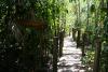 The boardwalk back to Muyil Lagoon. Here, we stopped to look at a “ojo de agua” ("eye of water"), a natural freshwater spring.